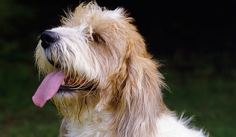 The Petit Basset Griffon Vendéen - A Unique and Lively Dog Breed 4 Pbgv History