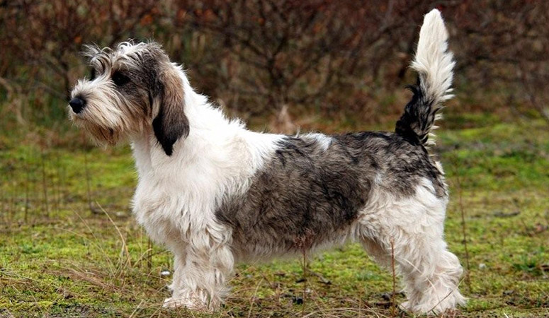 https://www.puppyarea.com/wp-content/uploads/2020/09/Petit-Basset-Griffon-Vendéen-1.jpg