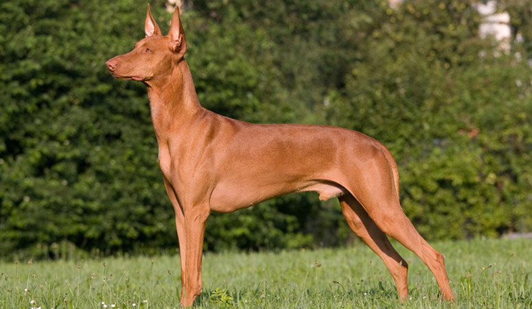 https://www.puppyarea.com/wp-content/uploads/2020/09/Pharaoh-Hound-1.jpg