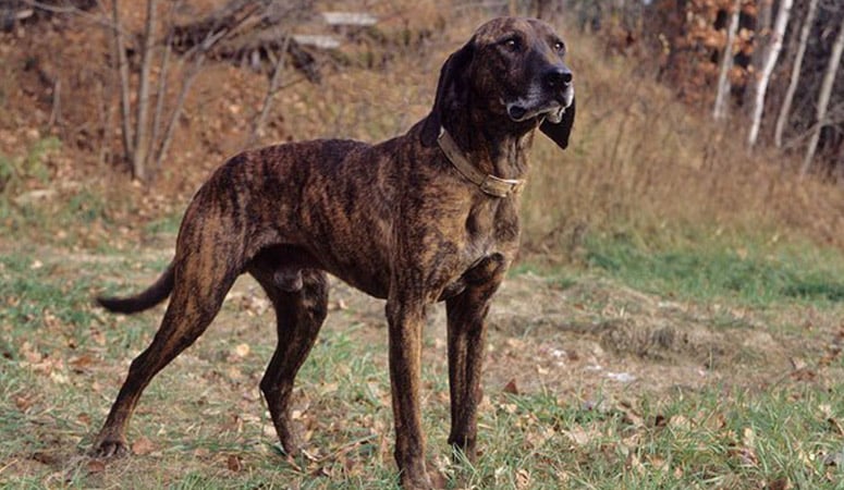 https://www.puppyarea.com/wp-content/uploads/2020/09/Plott-Hound-1.jpg