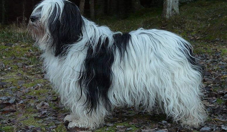 https://www.puppyarea.com/wp-content/uploads/2020/09/Polish-Lowland-Sheepdog-1.jpg