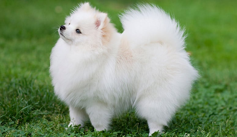 https://www.puppyarea.com/wp-content/uploads/2020/09/Pomeranian-1.jpg