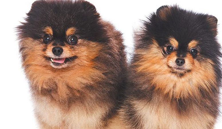 Pomeranian