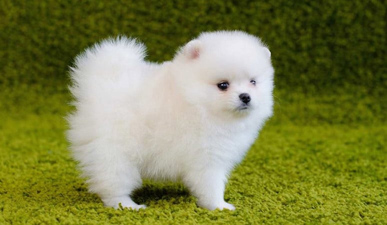 Pomeranian