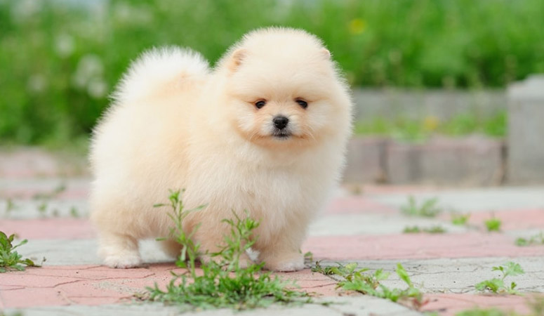 Pomeranian