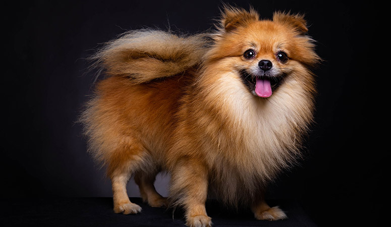 Pomeranian