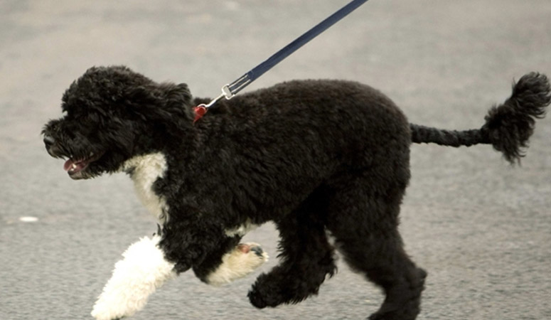 Portuguese Water Dog