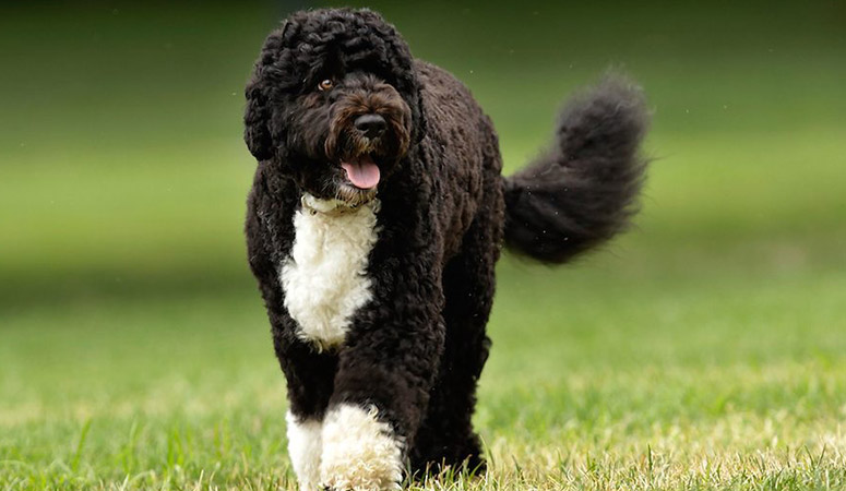 https://www.puppyarea.com/wp-content/uploads/2020/09/Portuguese-Water-Dog-2.jpg