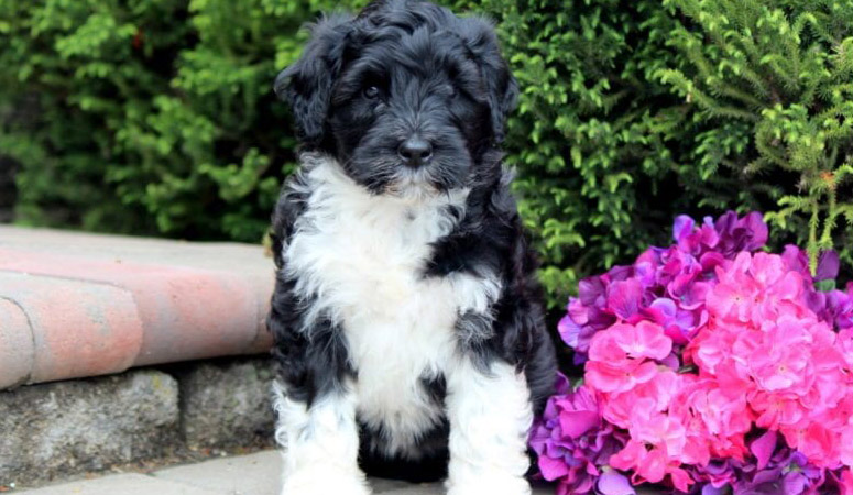 Portuguese Water Dog