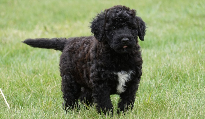 Portuguese Water Dog