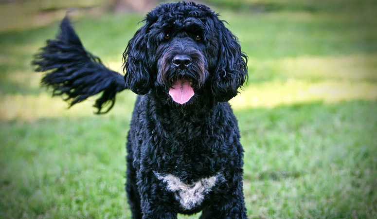 Portuguese Water Dog