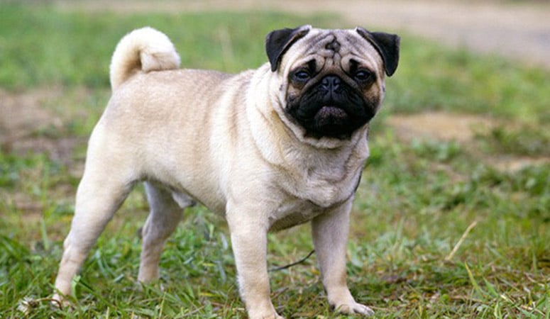 https://www.puppyarea.com/wp-content/uploads/2020/09/Pug-1.jpg