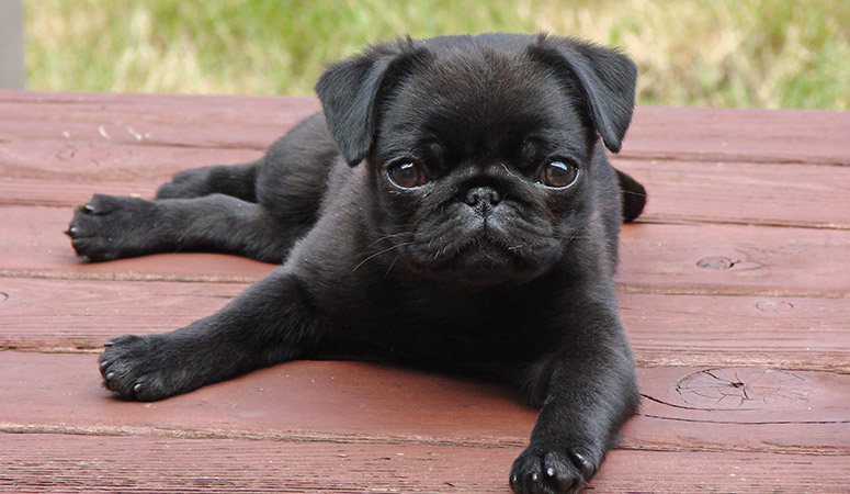 Pug