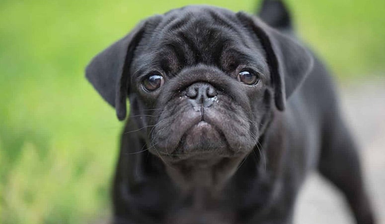 Pug