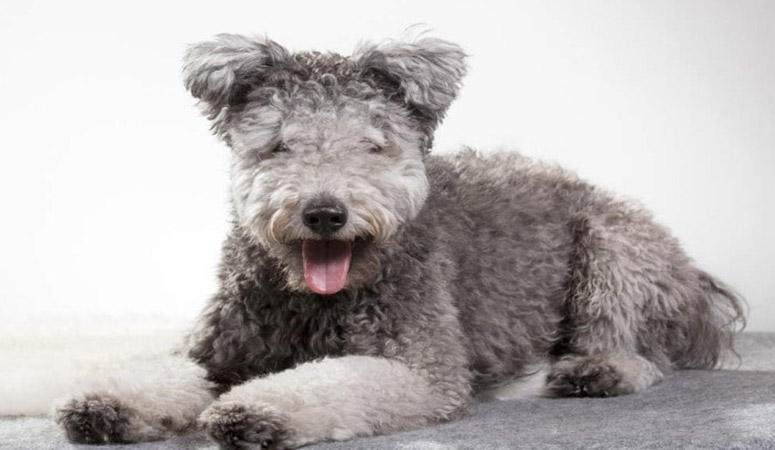 Pumi