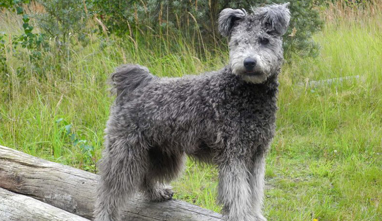 Pumi