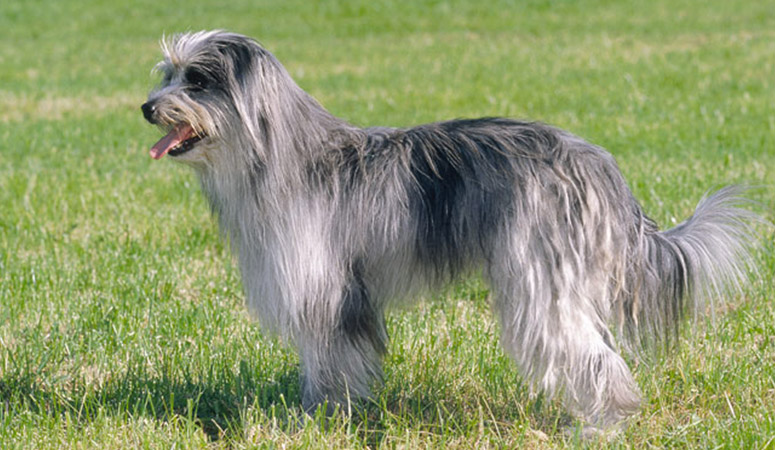 https://www.puppyarea.com/wp-content/uploads/2020/09/Pyrenean-Shepherd-1.jpg