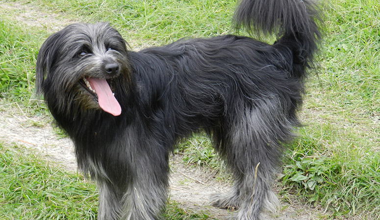 Pyrenean Shepherd