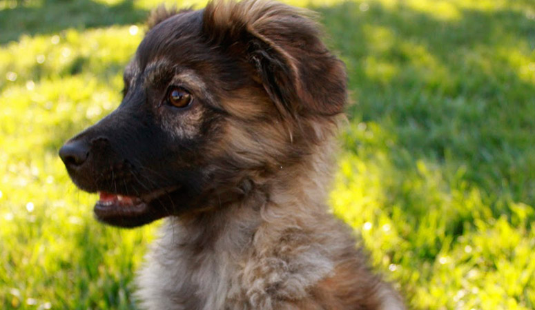 Pyrenean Shepherd