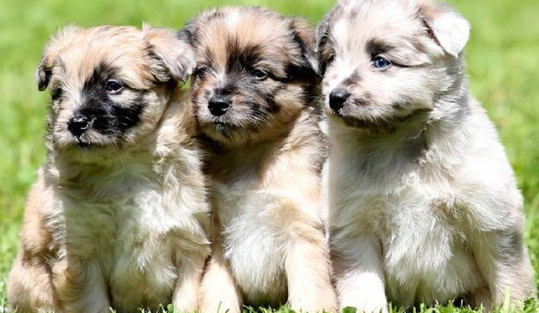 Pyrenean Shepherd