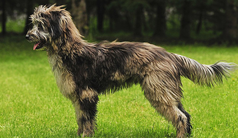 Pyrenean Shepherd