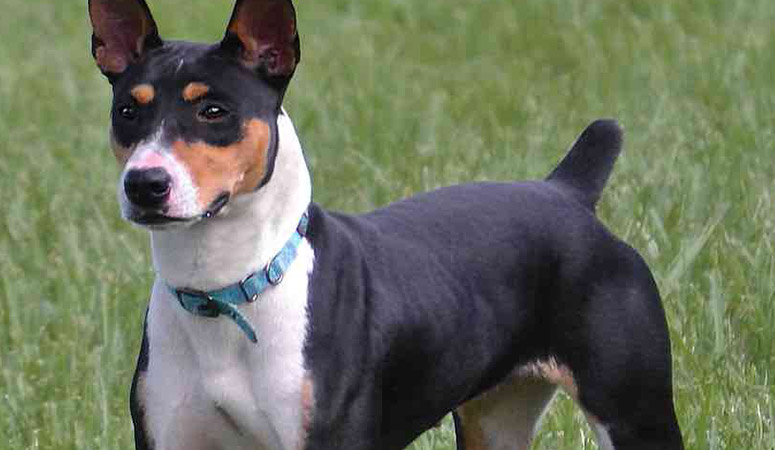 https://www.puppyarea.com/wp-content/uploads/2020/09/Rat-Terrier-1.jpg