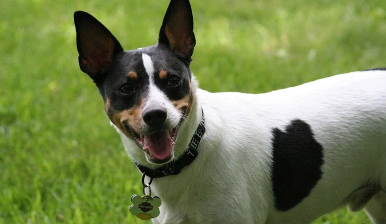 Rat Terrier