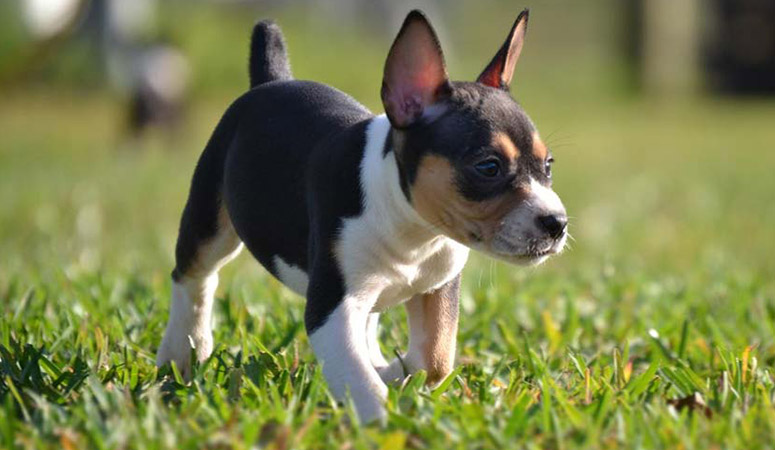 Rat Terrier