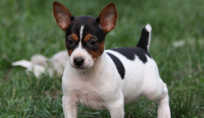 Rat Terrier