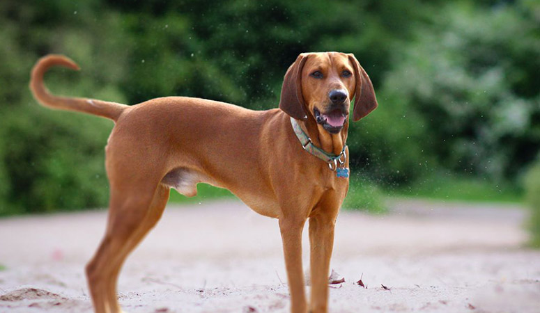 https://www.puppyarea.com/wp-content/uploads/2020/09/Redbone-Coonhound-1.jpg