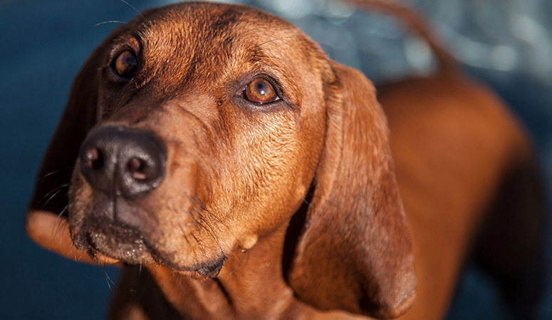 redbone coonhound stuffed animal