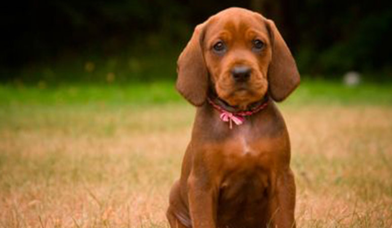 redbone coonhound stuffed animal