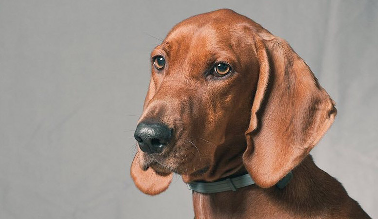 Redbone Coonhound