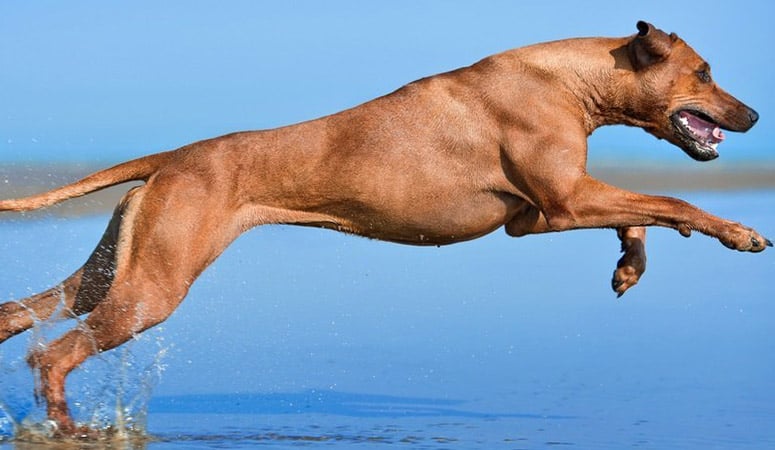 https://www.puppyarea.com/wp-content/uploads/2020/09/Rhodesian-Ridgeback-1.jpg