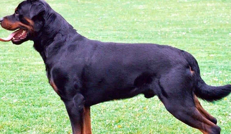 https://www.puppyarea.com/wp-content/uploads/2020/09/Rottweiler-1.jpg