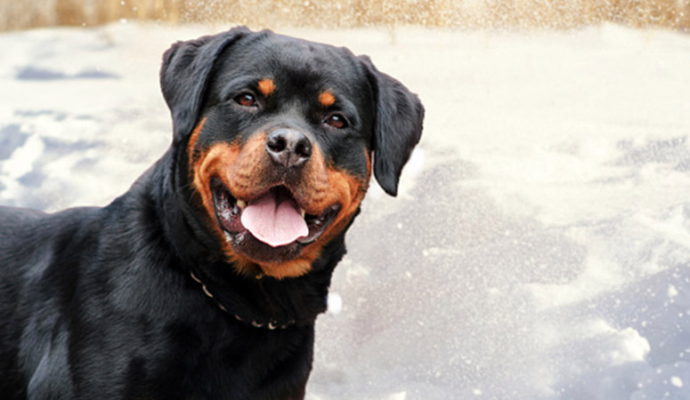 Rottweiler