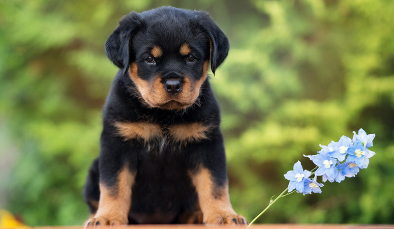 Rottweiler