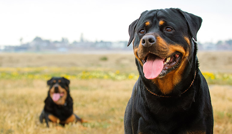 Rottweiler