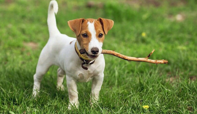 Russell Terrier