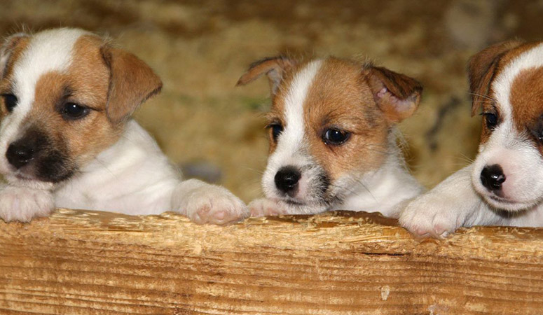 Russell Terrier