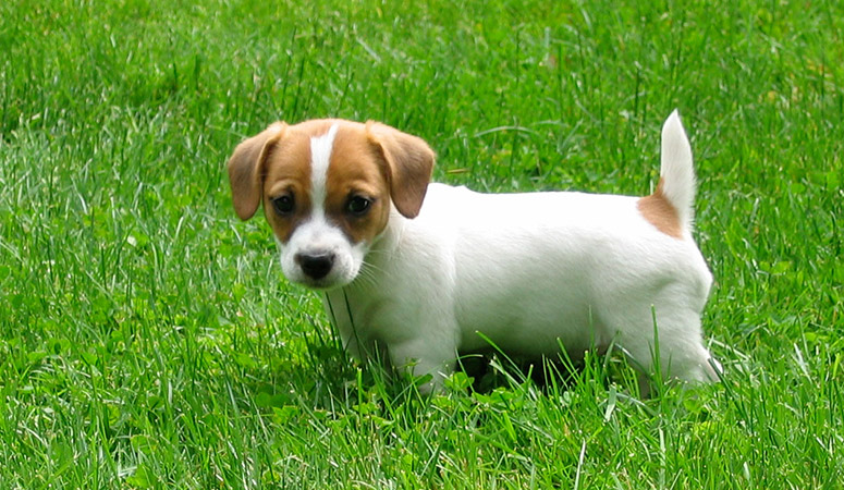 Russell Terrier