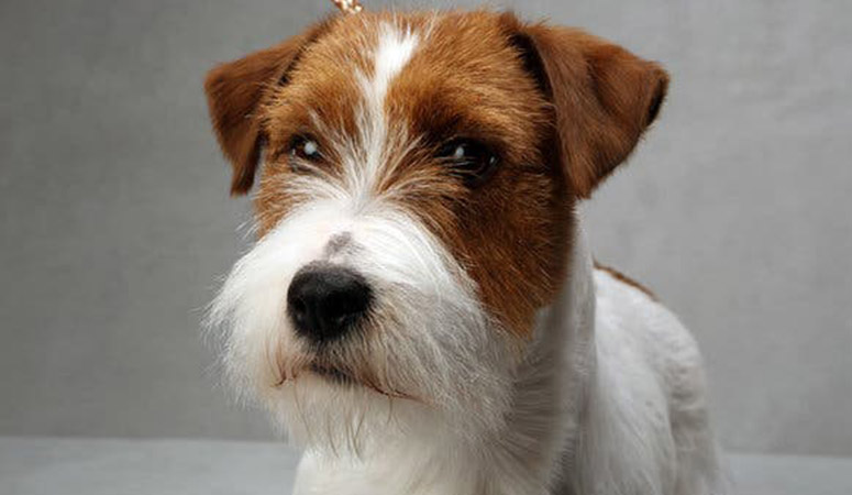 Russell Terrier