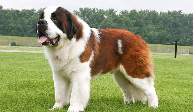 https://www.puppyarea.com/wp-content/uploads/2020/09/Saint-Bernard-1.jpg