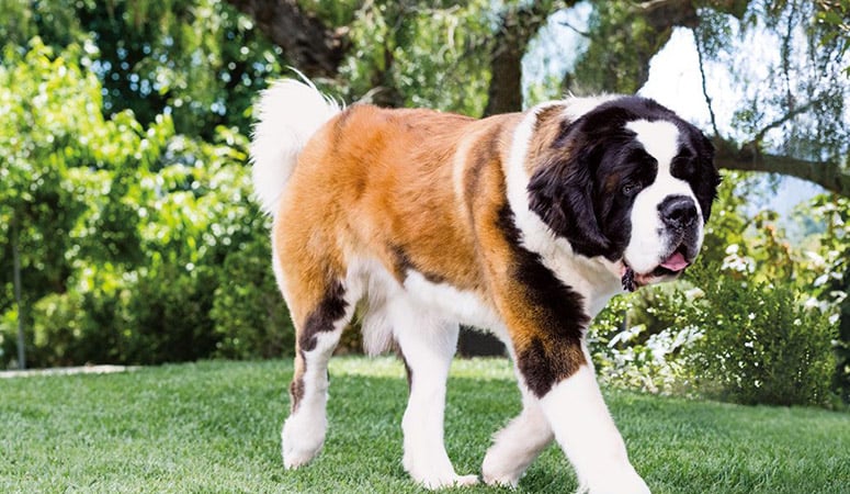 Saint Bernard