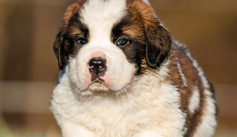 Saint Bernard