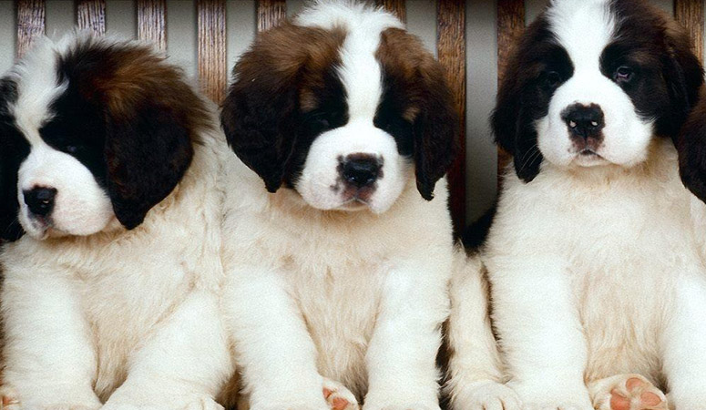 Saint Bernard