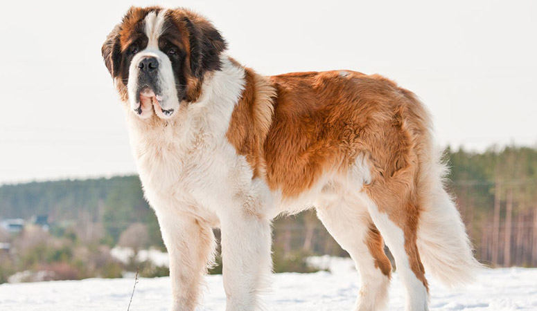 Saint Bernard