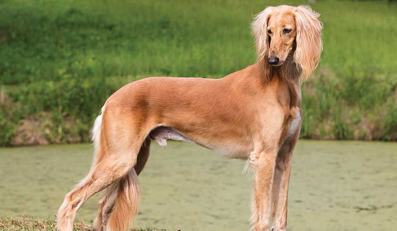 https://www.puppyarea.com/wp-content/uploads/2020/09/Saluki-1.jpg