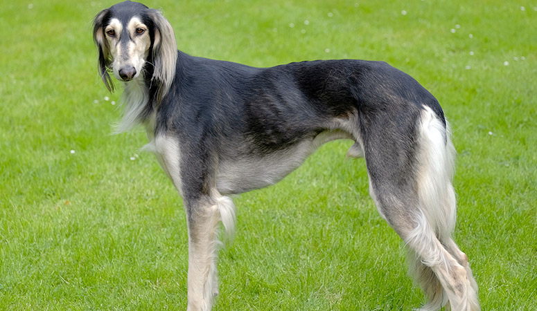 Saluki