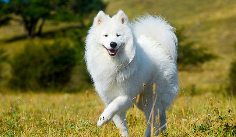 https://www.puppyarea.com/wp-content/uploads/2020/09/Samoyed-1.jpg